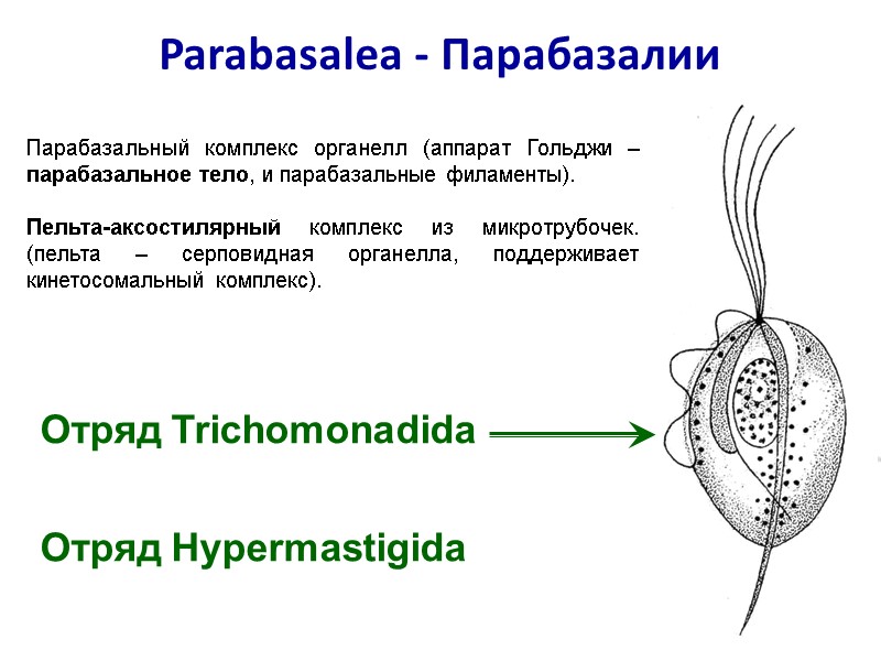 Parabasalea - Парабазалии  Парабазальный комплекс органелл (аппарат Гольджи – парабазальное тело, и парабазальные